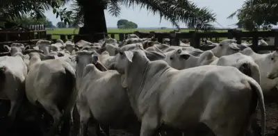 Fedegán denuncia aumentos desproporcionados en avalúos catastrales rurales superiores al 1.000%