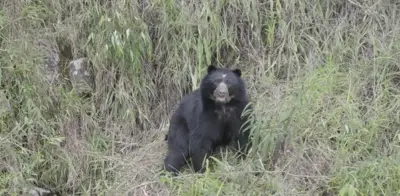 Funcionarios de la CAR sufren disparos y amenazas durante operativo de protección del oso andino en Villapinzón