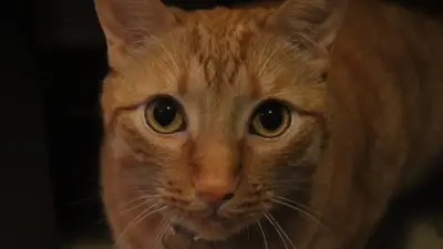 Furor felino en Colombia: 38% de hogares tienen gatos como compañía