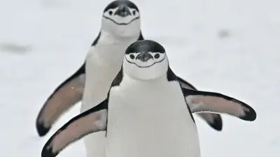 Gripe aviar H5N1 amenaza con extinguir especies únicas de la Antártida