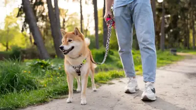 Hobby Dogging: la insólita tendencia de pasear perros imaginarios que se viraliza