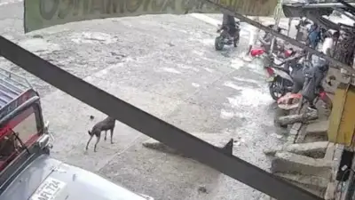Hombre en Montenegro, Quindío, mata a un perro en medio de discusión con una mujer