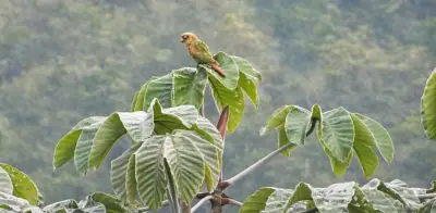 Huila registra histórico avistamiento del periquito aliamarillo y alcanza 759 especies de aves