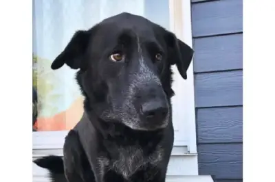 Imágenes de perro que envejeció 10 años conmueven a miles en redes sociales