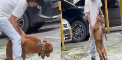 Indignación en Buga por brutal maltrato animal captado en video viral