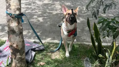Indignación en Medellín por abandono de perrito en caso que conmueve a la ciudad
