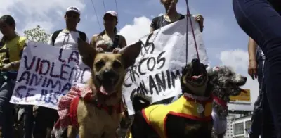 Indignación en Popayán por brutal maltrato animal: perrita muerta tras golpes y pedradas