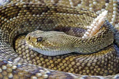 INS alerta por aumento de mordeduras de serpiente tras lluvias atípicas en Colombia