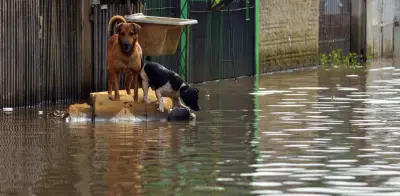 Inundaciones en Colombia: cómo proteger a mascotas y animales callejeros durante emergencias climáticas