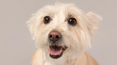 Investigación colombiana descubre genes vinculados al alzhéimer canino en perros mayores