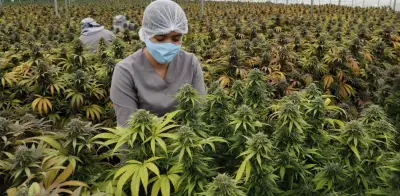 Invima tiene plazo hasta marzo para reglamentar cannabis medicinal en Colombia con 8 lineamientos clave