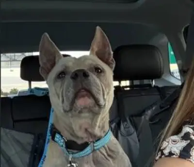 Lazybone: Rescatado 40 minutos antes de su eutanasia programada en refugio