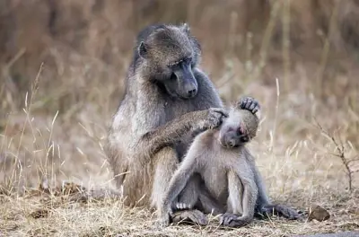 Los celos entre hermanos en babuinos: estudio revela patrones similares a los humanos