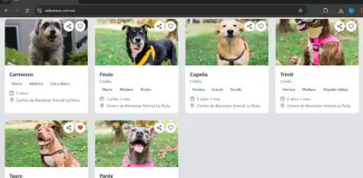 Medellín implementa adopción digital de mascotas con SabueSOS: más de 1.800 animales buscan hogar