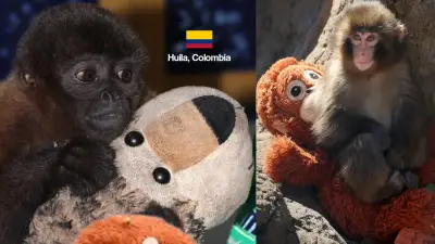 Mono churuco en Neiva desarrolla apego a peluche tras tráfico ilegal, similar a caso viral en Japón