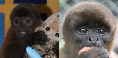 Mono churuko en Neiva: el desgarrador abrazo a un peluche que revela el tráfico ilegal de fauna