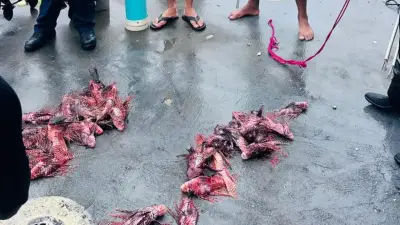 Más de 40 ejemplares de pez león son cazados en aguas de San Andrés Islas