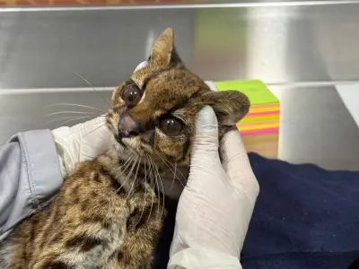 Muere tigrilla lanuda rescatada en Medellín tras evidenciarse prolongado cautiverio y maltrato