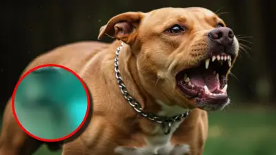 Mujer fallece tras ser atacada por sus propios perros pitbull dentro de su vivienda