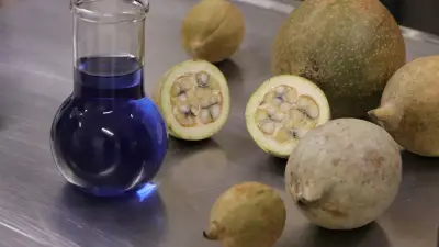 Mujeres colombianas lideran exportación del azul de jagua con respaldo científico internacional