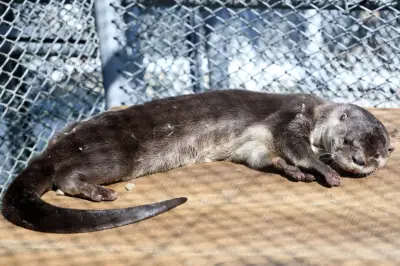 Nutria rescatada en Cali no podrá volver a su hábitat natural por signos de domesticación