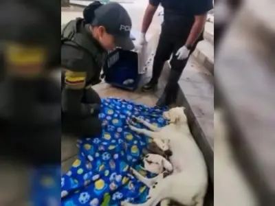 Patrullera de Bucaramanga asiste parto de perrita callejera y salva a ocho cachorros