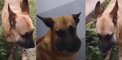 Perrito mordido por serpiente en Ibagué recibe atención veterinaria tras llamado urgente en redes sociales