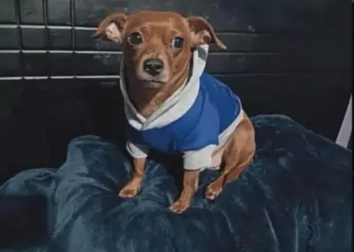 Perro Kalon desaparece en Bogotá: Urge búsqueda por enfermedad hepática