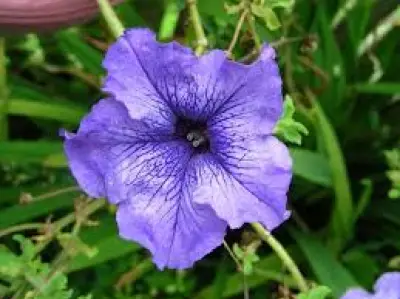 Petunias: La Flor Versátil que Embellece Hogares y Complementa Huertas