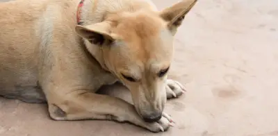 ¿Por qué los perros se lamen las patas compulsivamente? Veterinaria explica causas