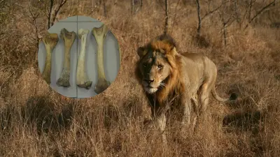 Primera condena mundial por caza furtiva de león usando análisis forense de ADN en Zimbabue