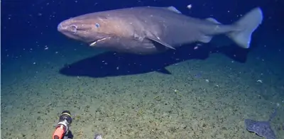 Primera grabación de tiburón en océano Antártico: ¿influencia del cambio climático?