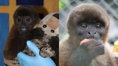 Punch, el mono churuco rescatado en Huila que halló consuelo en un peluche tras ser arrancado de su hábitat