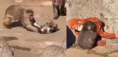 Punch, el mono viral de Japón, sufre nuevo rechazo de su manada pese a avances en integración