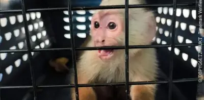 Rescatan mono capuchino y seis aves silvestres en Bogotá que eran mantenidos como mascotas