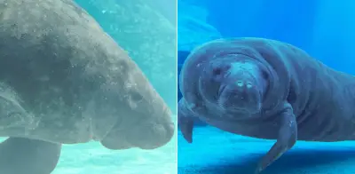 Romeo, el manatí de Florida, establece récord mundial de longevidad con 71 años de vida