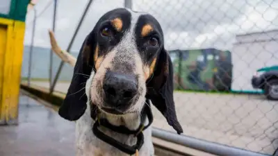 Sabueso Fino Colombiano logra reconocimiento mundial tras 12 años de esfuerzos