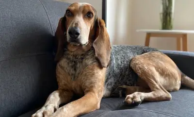 Sabueso Fino Colombiano obtiene reconocimiento mundial de la Federación Cinológica Internacional