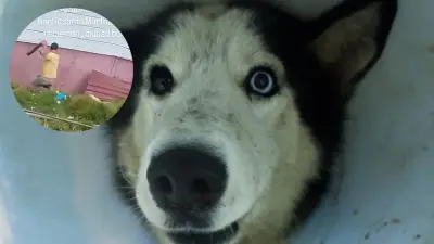 Scar, el perro husky atacado con machete en Bogotá, muestra mejoría tras cirugía