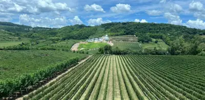 Serra Gaúcha en Cosecha: Enoturismo y Naturaleza Redefinen el Sur de Brasil