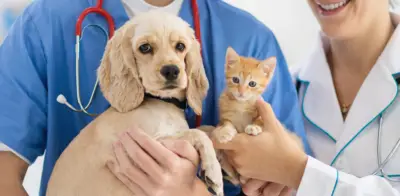 São Paulo aprueba ley que permite sepultar mascotas junto a sus dueños en cementerios