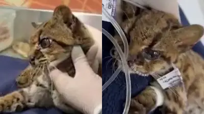 Tigrilla lanuda rescatada en Medellín: lucha por su vida tras presunto cautiverio ilegal