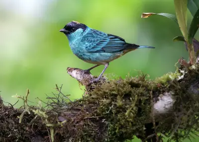 Valle del Cauca declara 12 municipios como 'Ciudades de las Aves' para impulsar el turismo ecológico