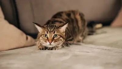 Veterinario advierte: juguete láser genera estrés y frustración en gatos