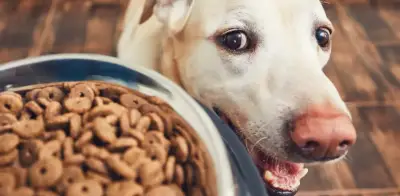 Veterinarios revelan los horarios ideales para alimentar a tu perro según su edad