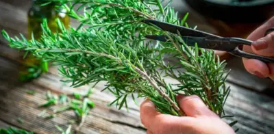 Vinagre y romero: el remedio casero que relaja los pies y elimina el mal olor