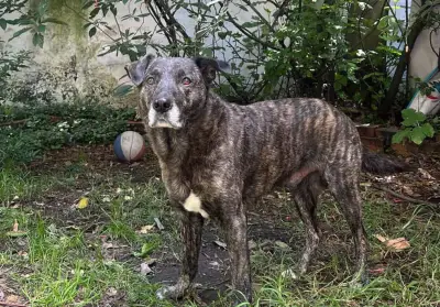 Zeus, el perro que espera un hogar tras perder a su tutor en situación de calle en Bogotá