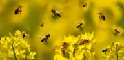 Abejas reconocidas como sujetos de derecho en Perú: un precedente legal que impacta a América Latina
