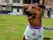 Alma, la perrita rescatada de vivir atada a un árbol, busca hogar definitivo en Bogotá