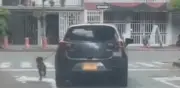 Autoridades investigan presunto maltrato animal en Cali: perro obligado a correr desde un vehículo